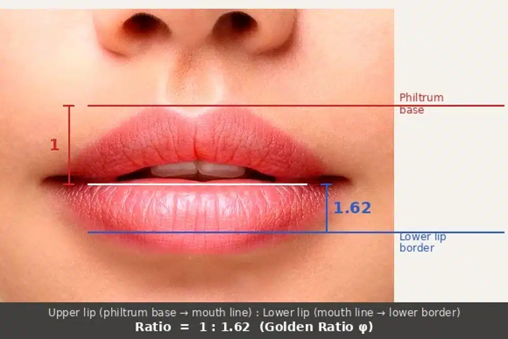 Annotated photograph showing the golden ratio for lips: the upper lip one unit to the lower lip about 1.62