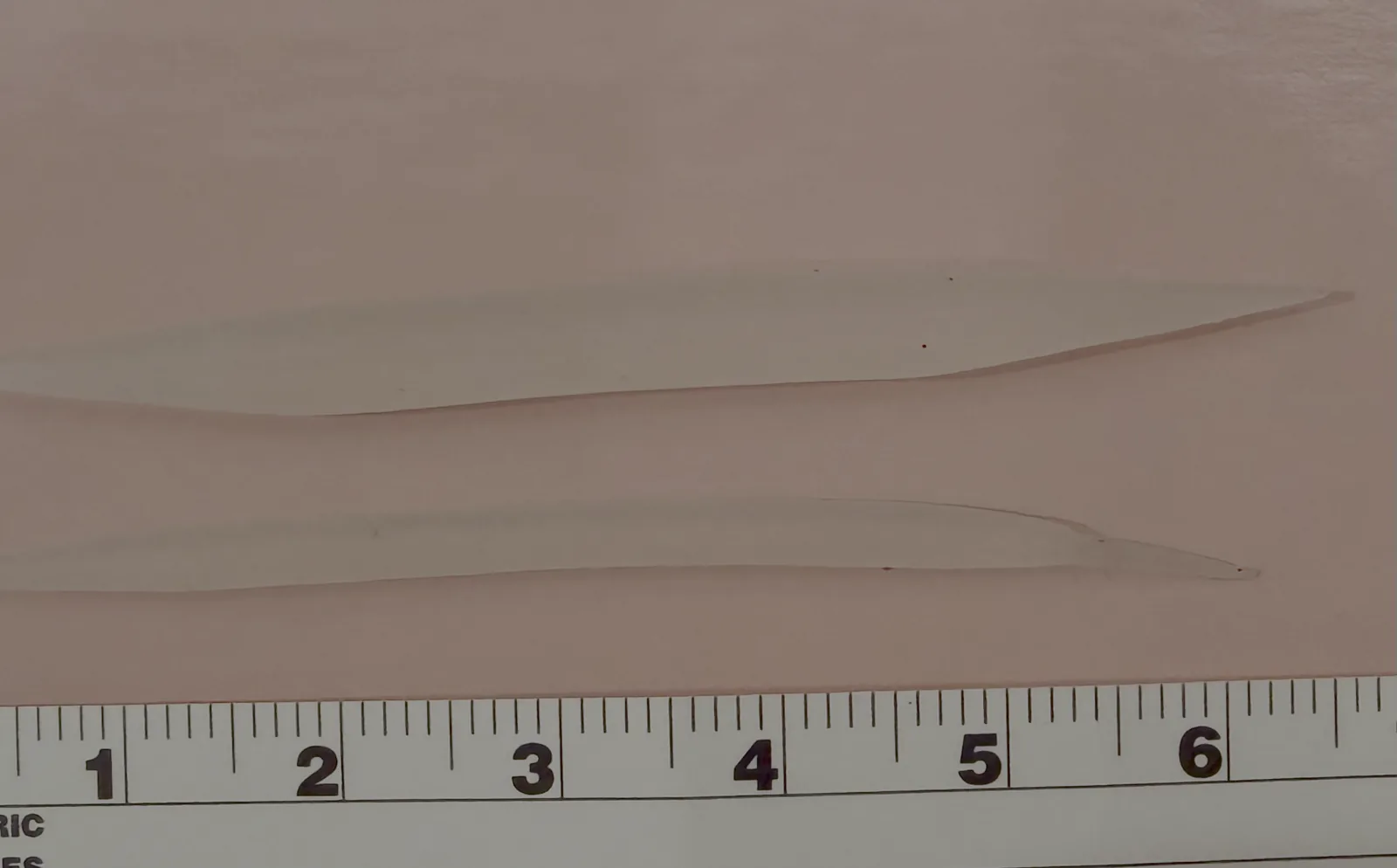 Two hand-carved tapered ultrasoft silicone lip implants shown against a ruler for scale