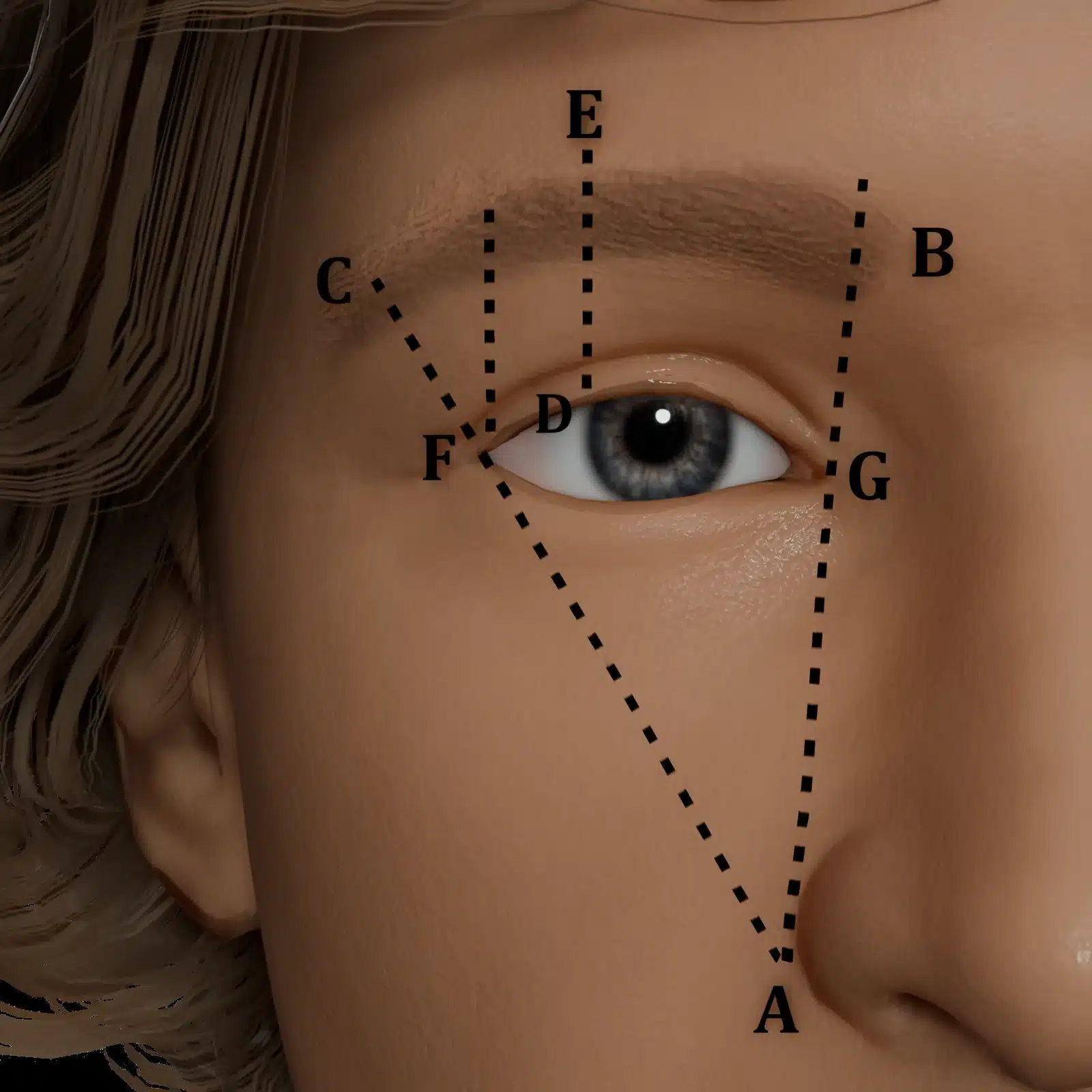 Diagram of the ideal feminine brow shape and position with aesthetic landmark points around the eye